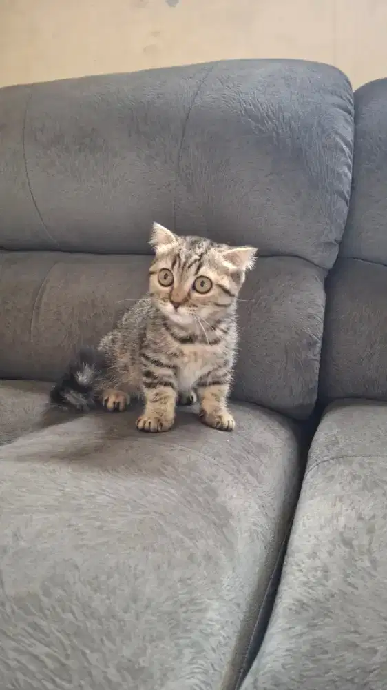 Munchkin Gaelic Betina