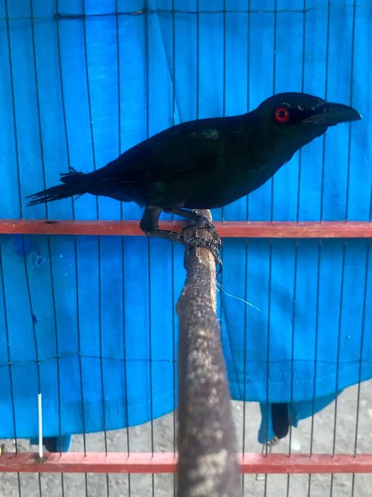 camperling cucak keling