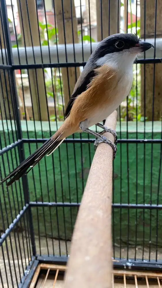 toed jatim pilis rajin bunyi