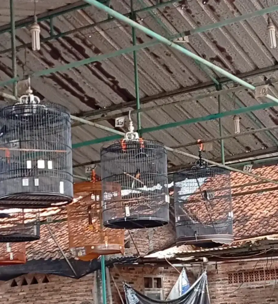 Muraibatu non gembung