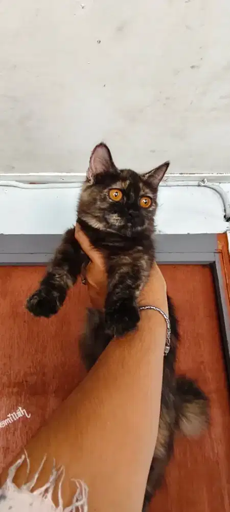 KITTEN MUNCHKIN MINUET