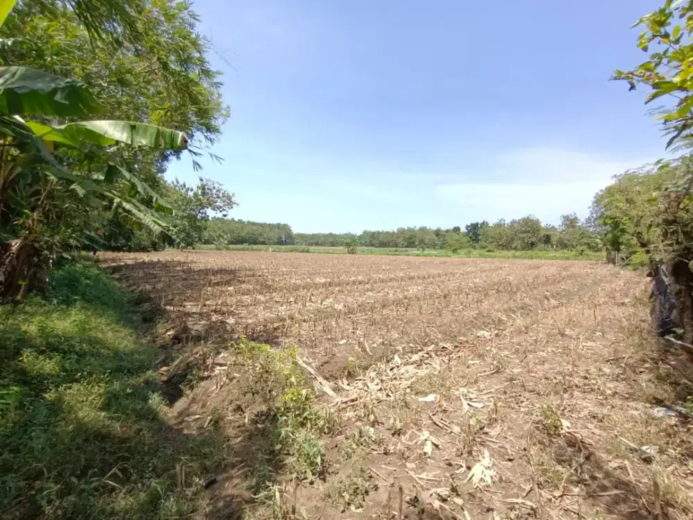 Dijual tanah serrifikat hak milik di daerah Grobokan Jawa Tengah