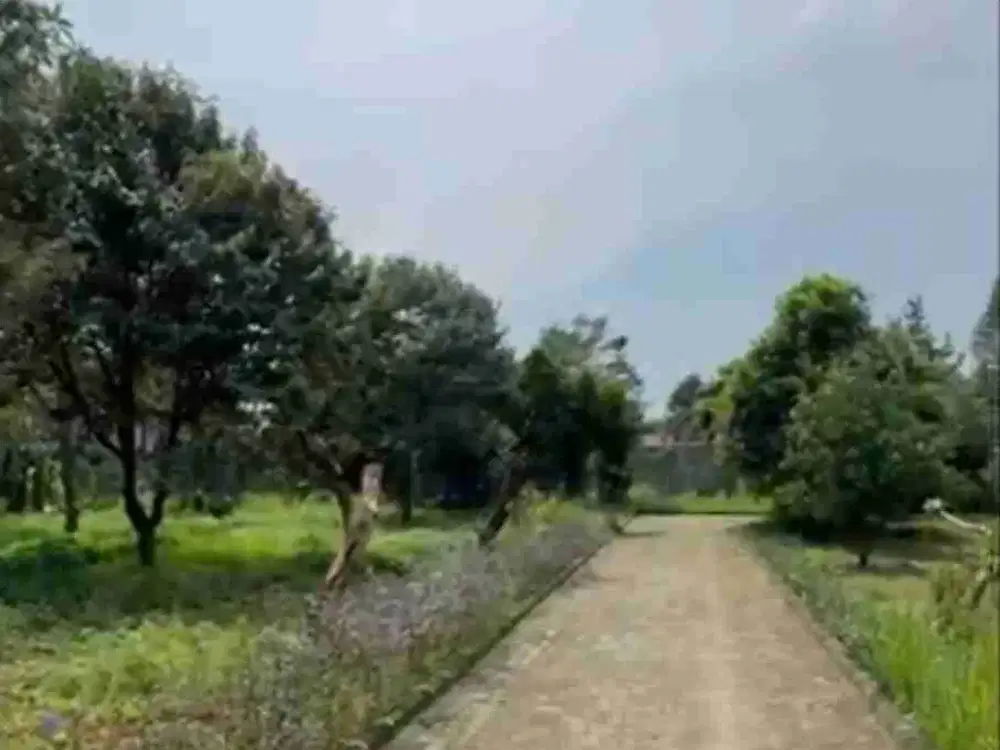 Tanah + villa + 40 pohon durian