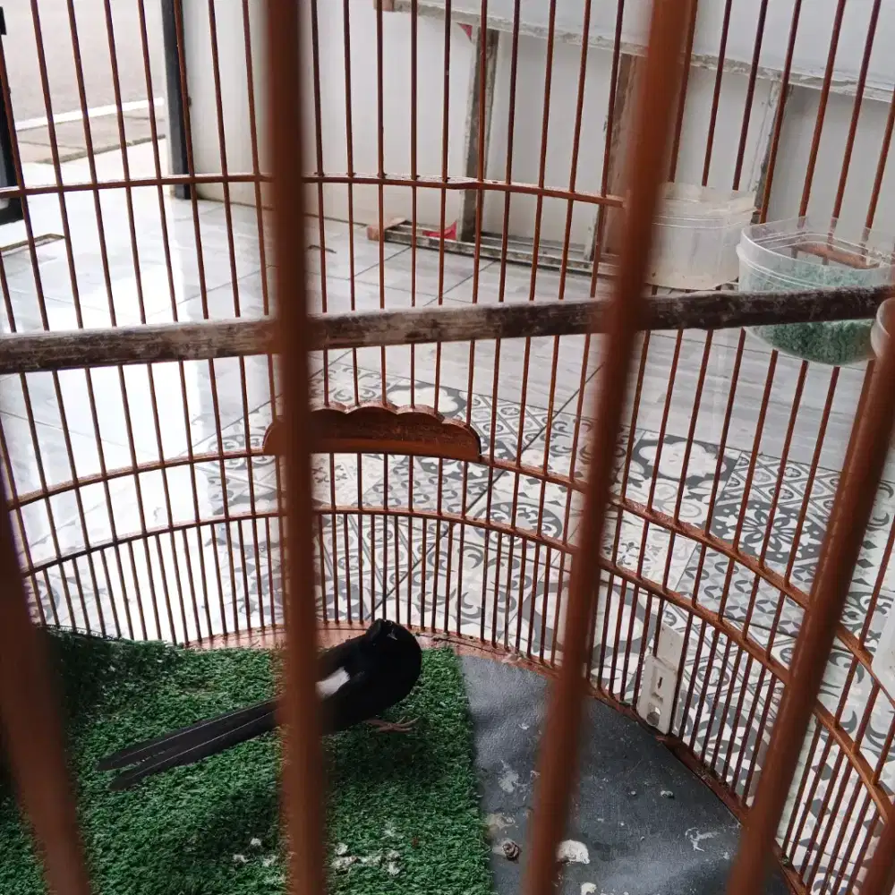 Murai batu Lampung pejantan 6bln nego