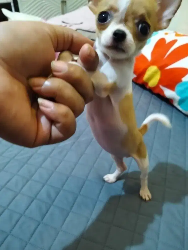 Anjing Chihuahua betina