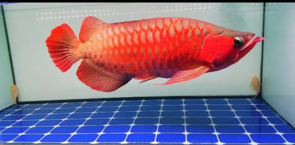 Arwana super red