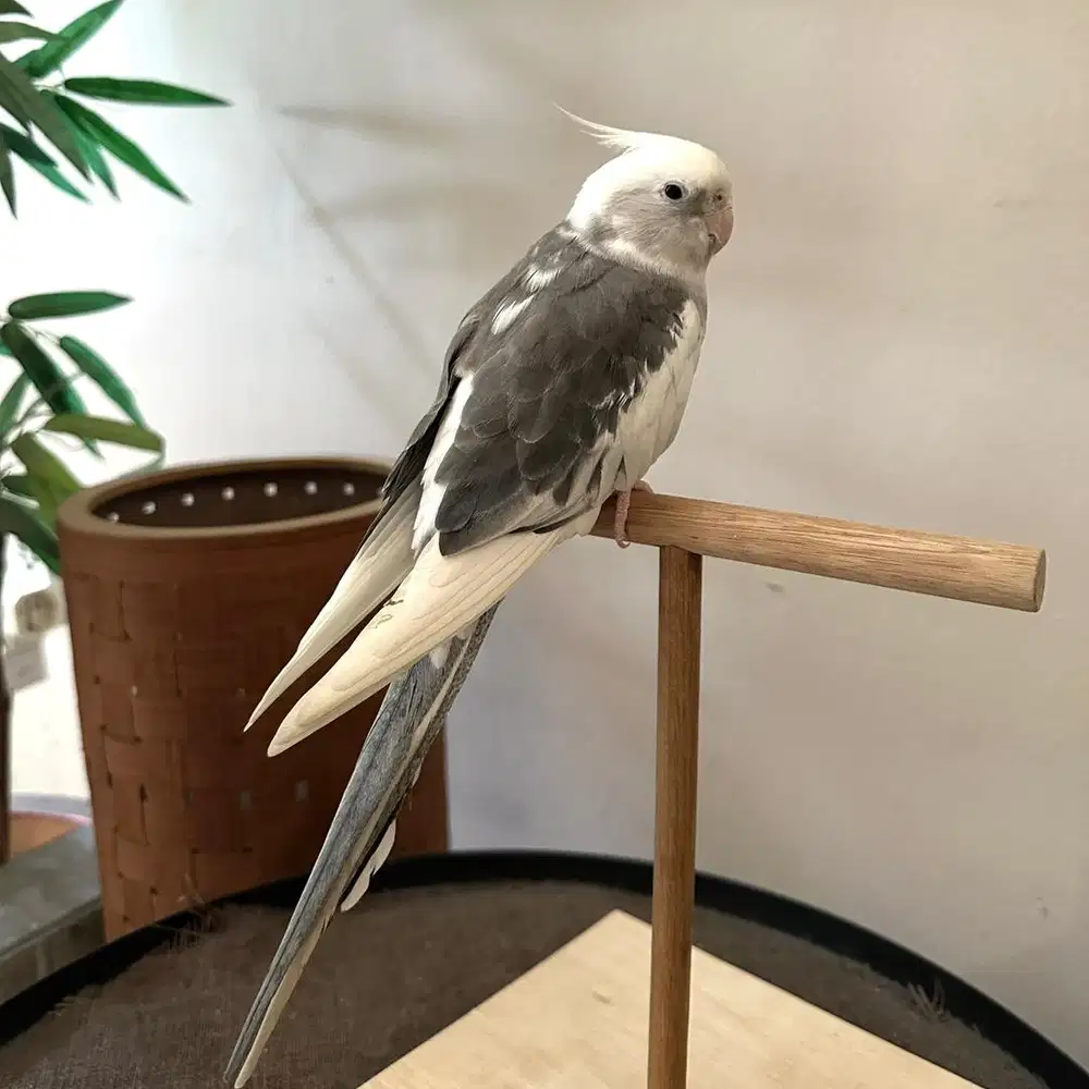 Falk jantan dewasa jinak