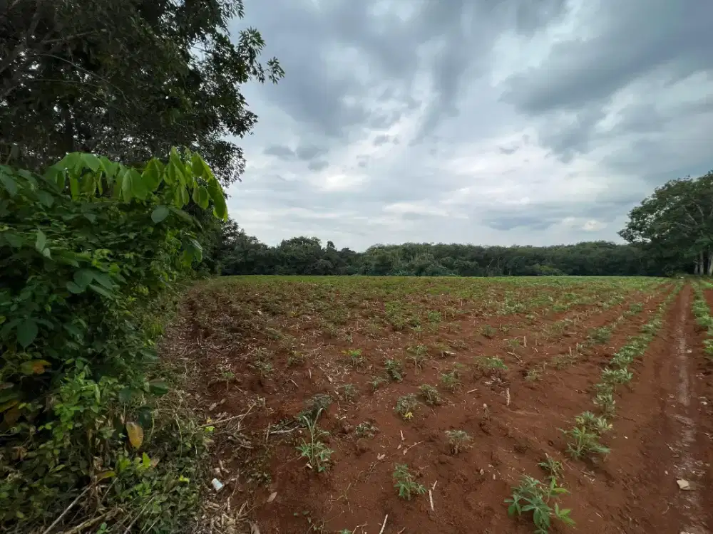 Dijual Tanah Kebun 1,7 Ha di Sungkai Selatan, Lampung Utara