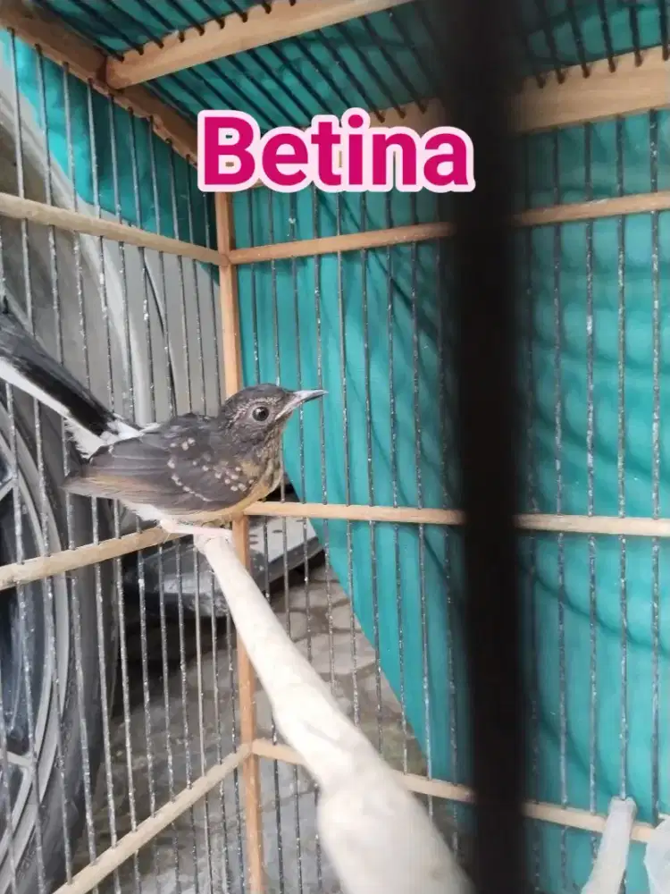 MURAI STOP BILANG GEMBLING KALIAN PENIPU