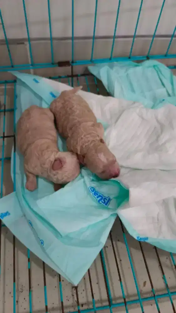 Open adopt anak poodle ori