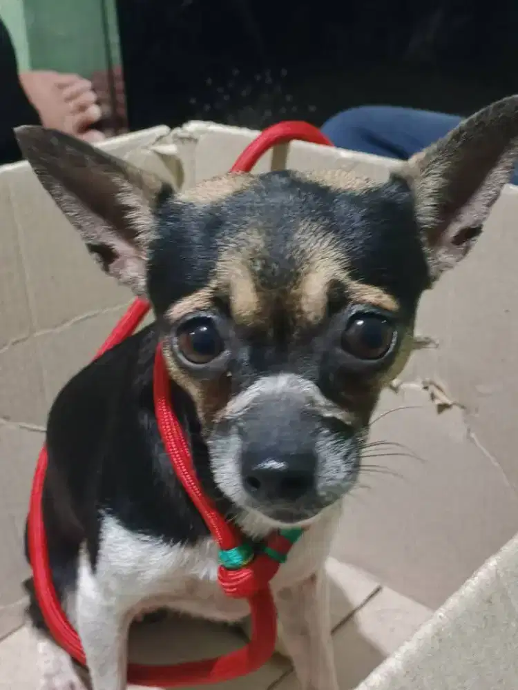 Anjing Chihuahua Mix Nett