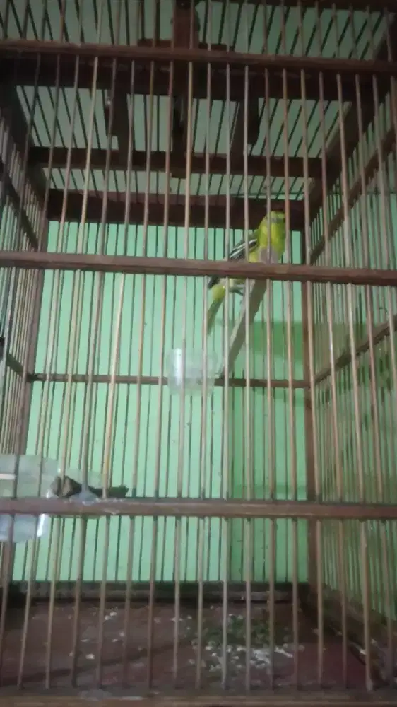 BURUNG SIRTU/ CIPO JANTAN