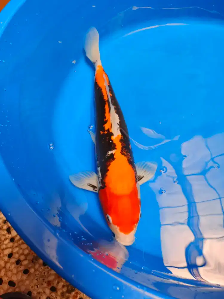 Ikan Koi kolam Koi ikan Hias Aquarium