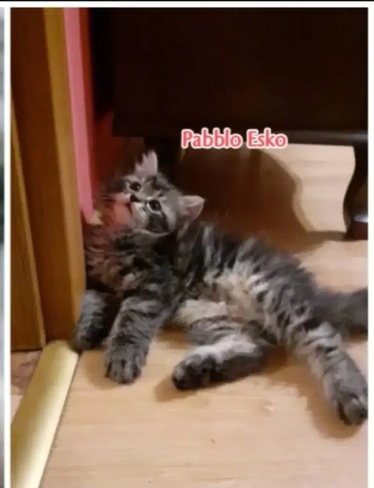 Persia big bone betina