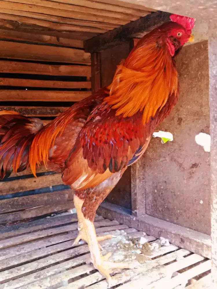 Ayam siam terbaik buat semua