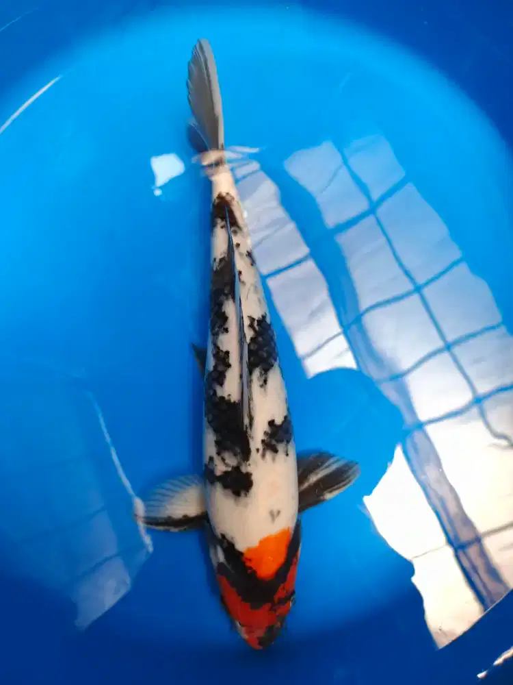 Ikan Koi kolam Ikan Hias koi aquarium