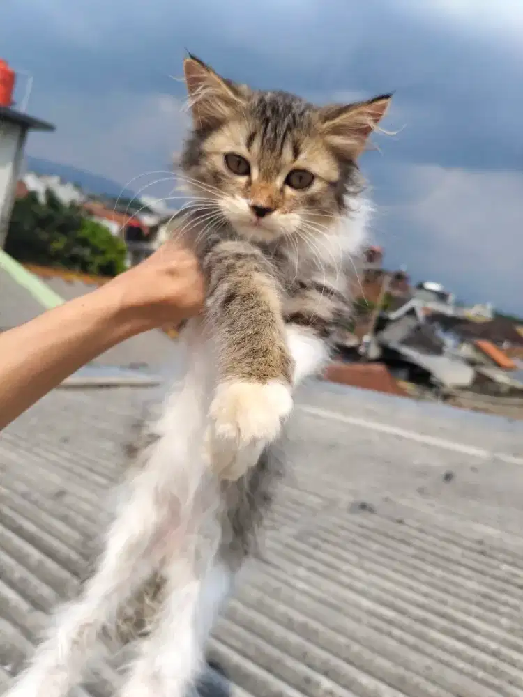 kucing persia medium betina umur 3 bln