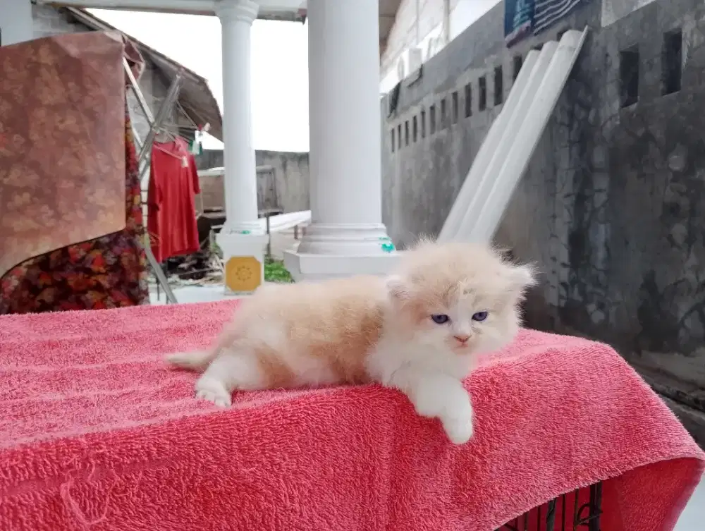 Kitten Persia Longhair Flatnose