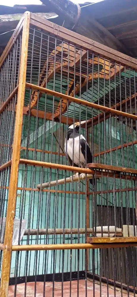 Burung jalak suren gacor