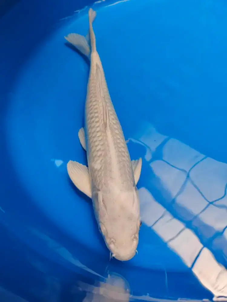 Ikan Hias Koi kolam Koi aquarium