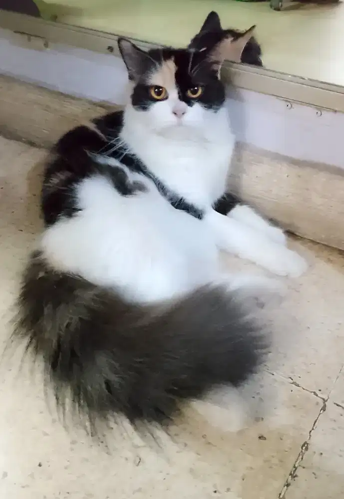 Betina big bone warna calico/belang 3,siap kawin