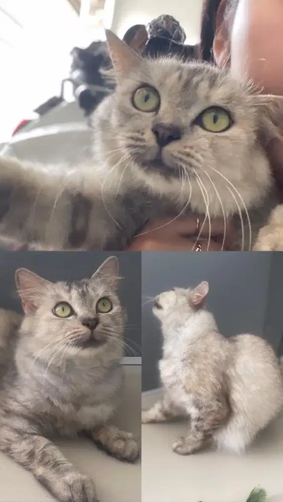 Betina abu silver cantik