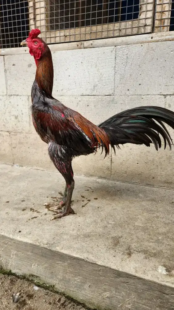 Ayam bangkok mangon mewahh bervideo