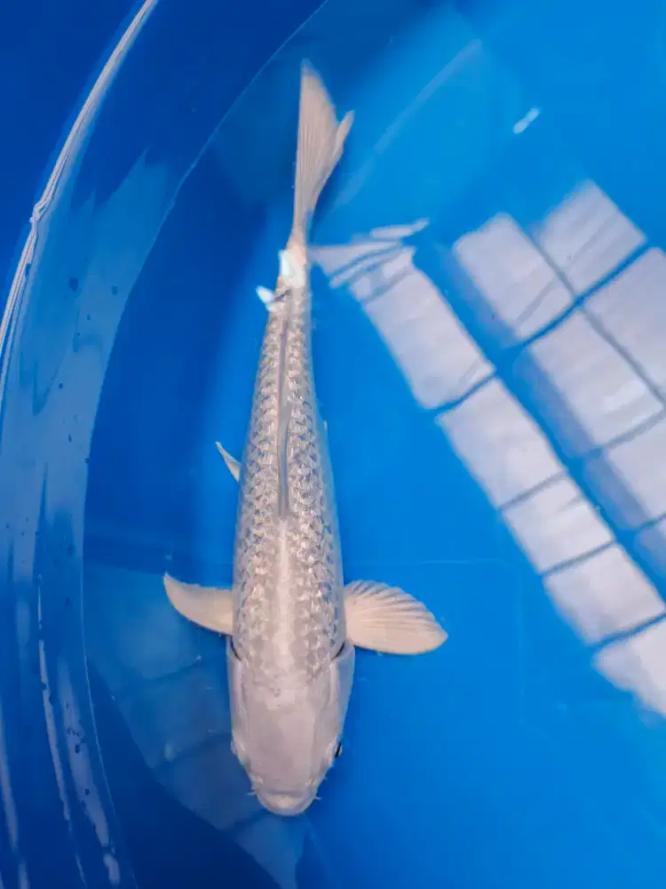 Ikan Koi Platinum Gindrin ikan hias kolam koi