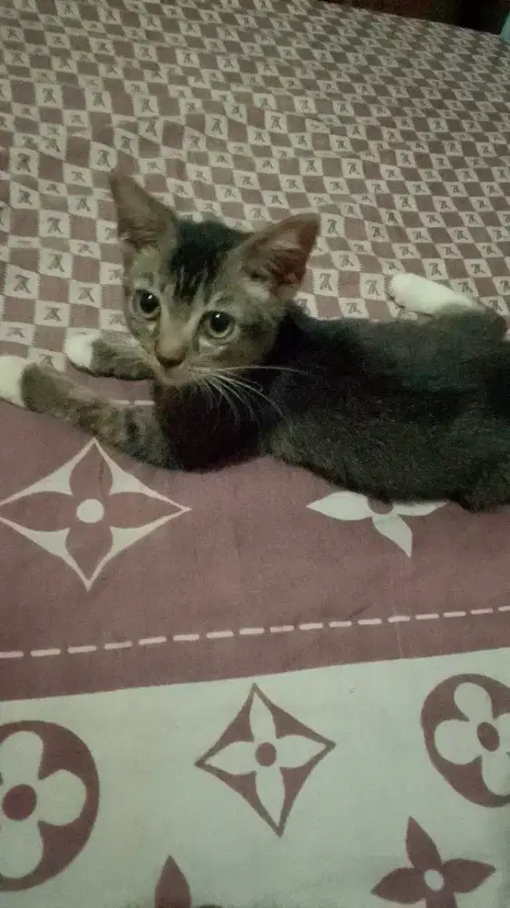 Mencari pekerjaan freeland/serabutan