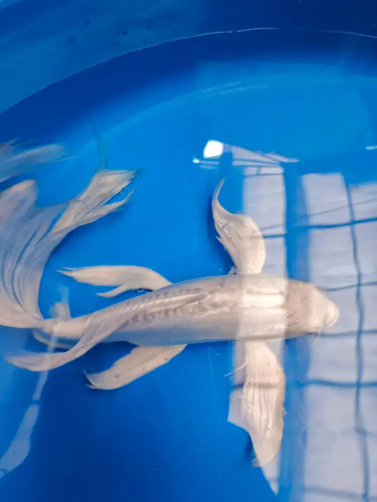 Ikan Koi Slayer Platinum Doitsu