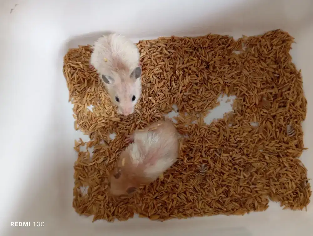 Hamster syrian perpasang/jodohan