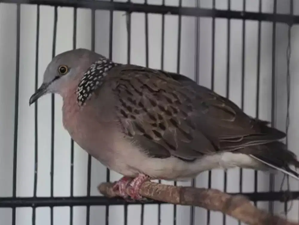 Burung tekukur gacor