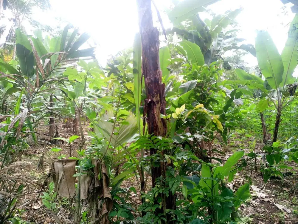 Dijual Tanah kebun Dekat Perumahan di Tajur Kadungora Pandeglang