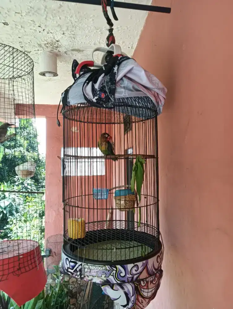 lovebird paud hijau dakocan