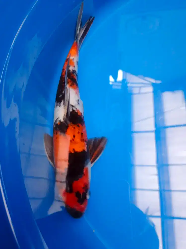 Ikan Koi Ikan Hias Kolam Koi