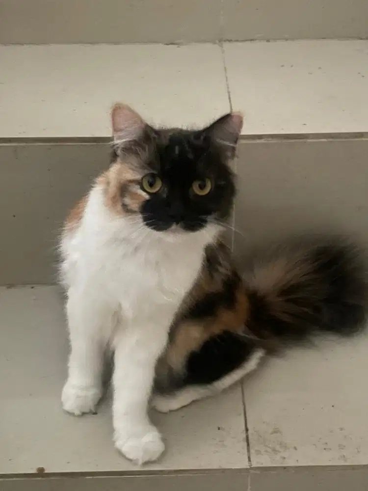 Kucing persia mix bsh warna calico betina