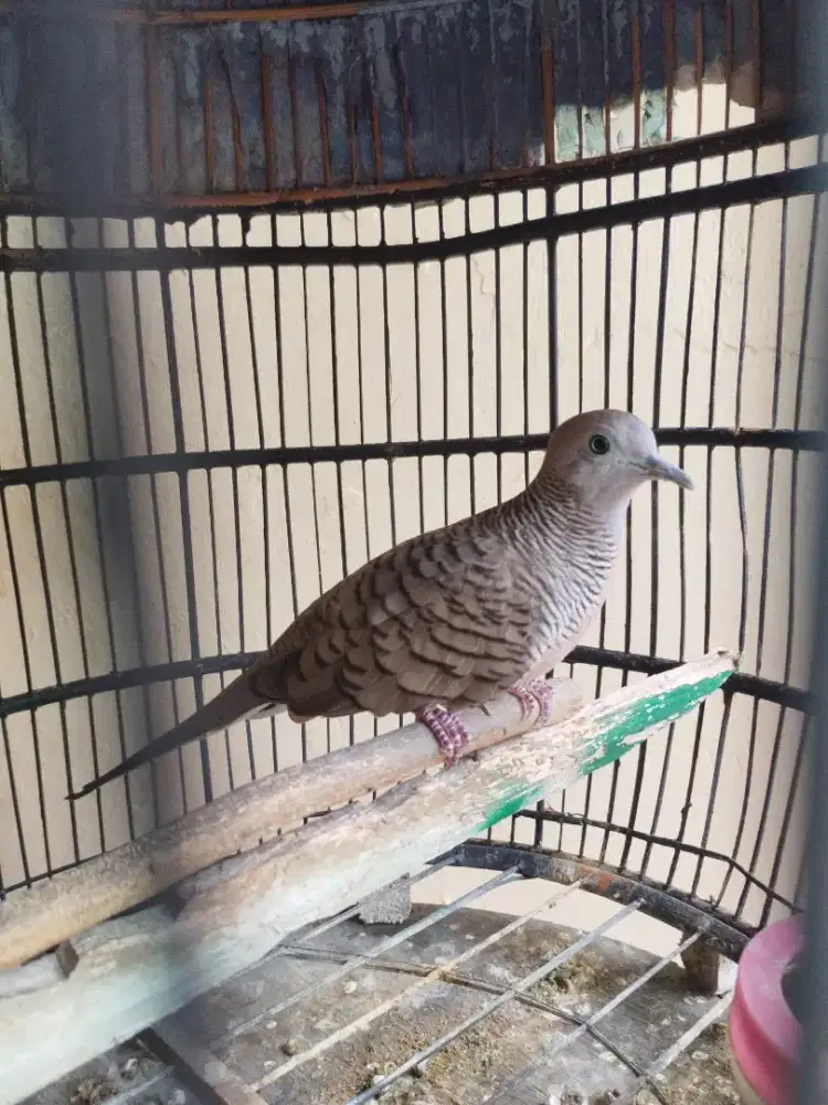 Perkutut lokal gacor