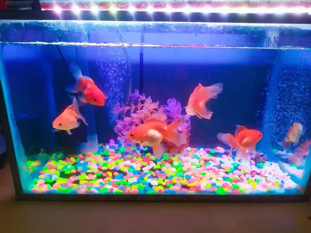 Jual aquarium ikan koki uk 45x25x28, incld ikan koki + tanaman plastik