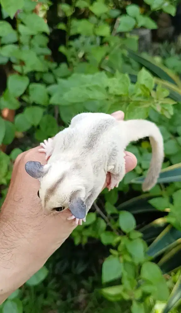 Sugar glider wf platinum jantan 3 bulan