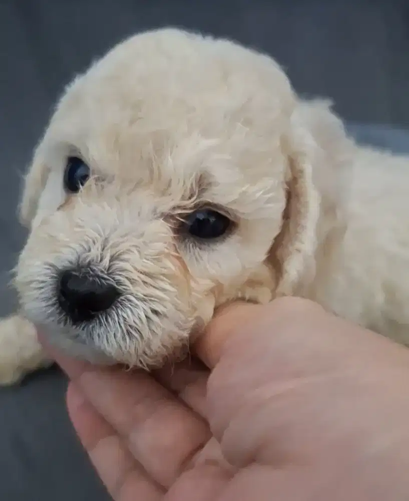 Poodle white dan silver