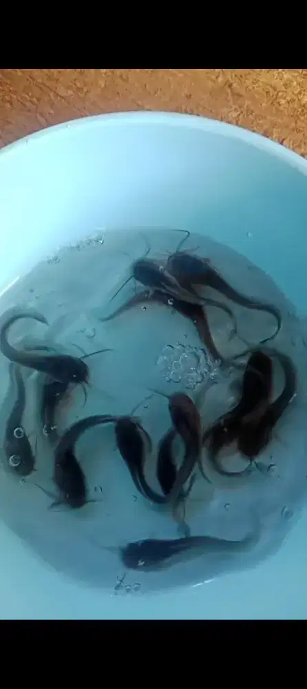 Benih ikan lele ukuran 67