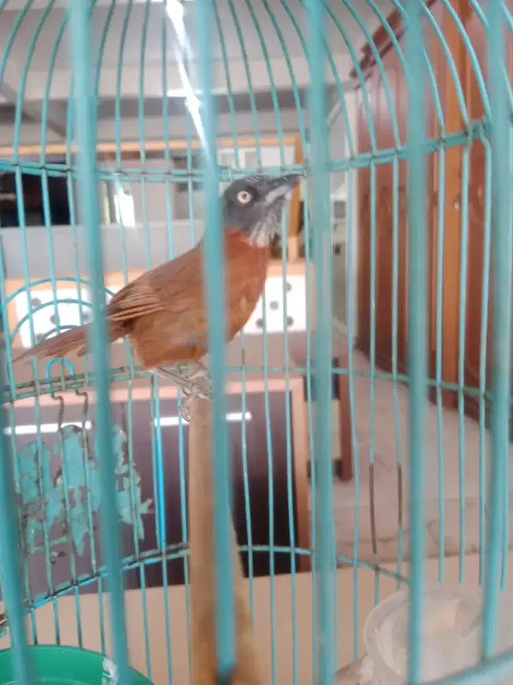 Jual cepat Burung tepus kepala abu pur total burja