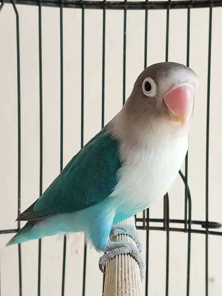 Burung lovebird betina cantik biru Cobalt Fischeri ajib
