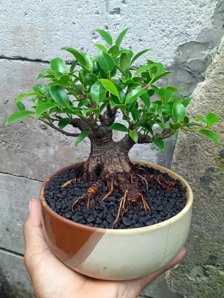 Ficus Beringin Kimeng Bonsai Mame