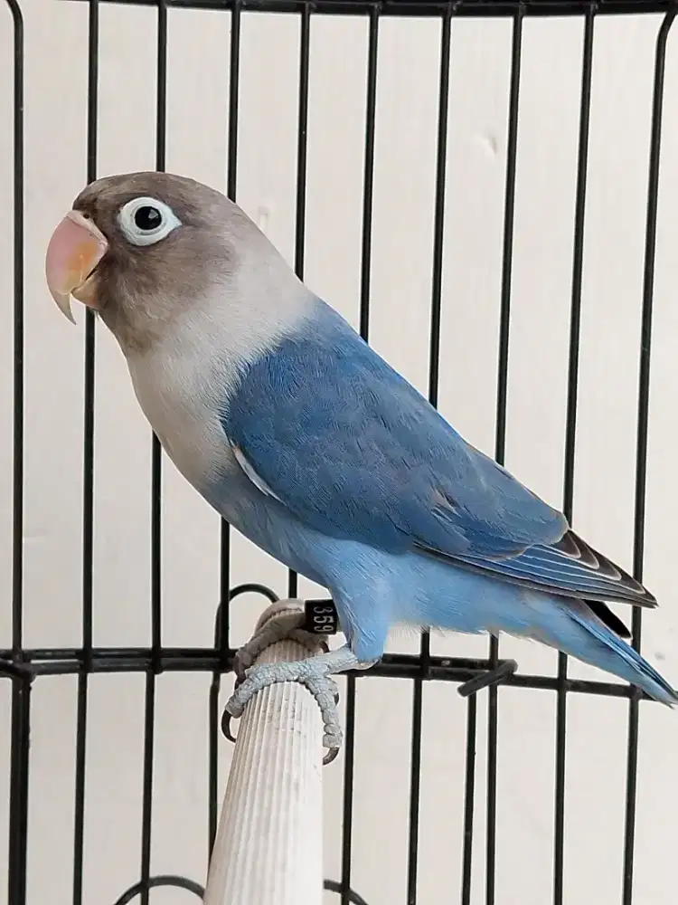 Burung lovebird beby cantik biru mangsi