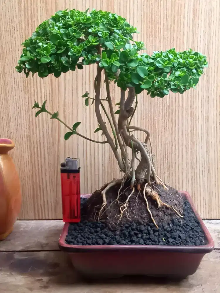 Bonsai Sancang Pot Keramik