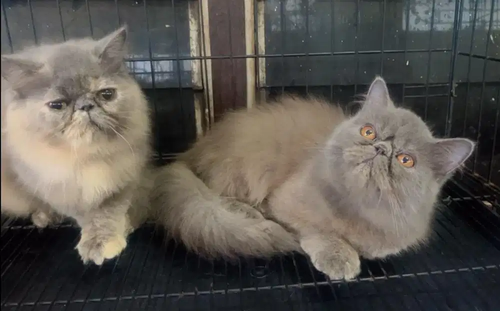 Kucing ras persia peacnose betina 2 ekor