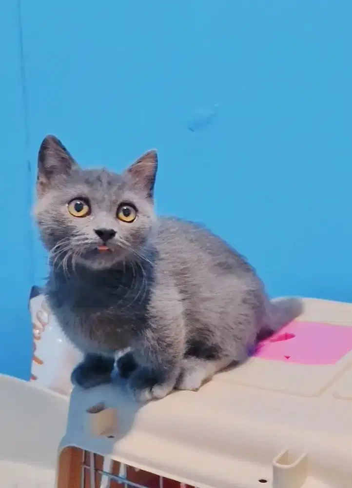 Munchkin BSH Blue Solid Jantan Kitten Cebol