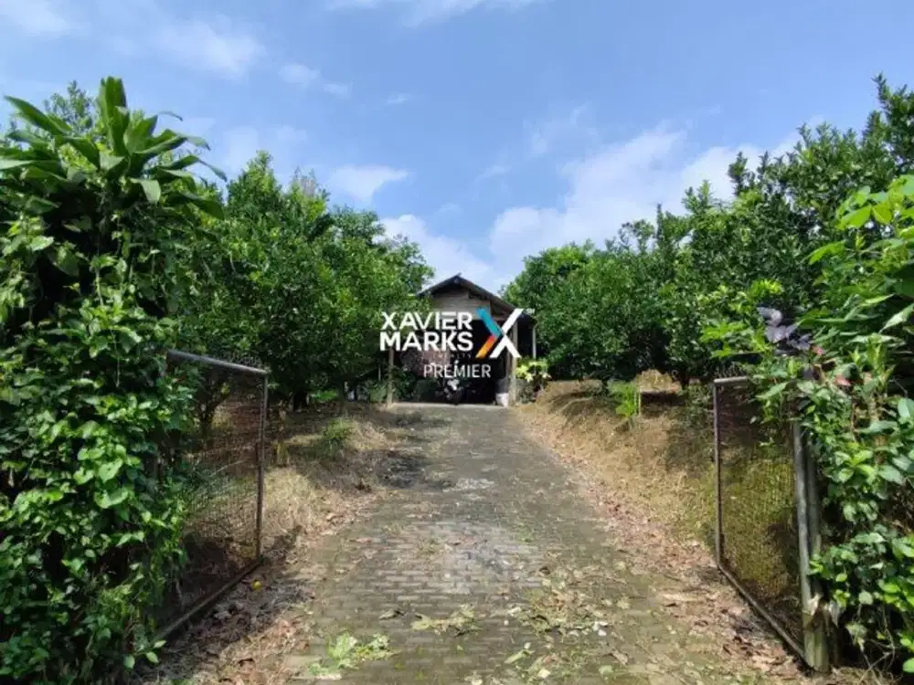 Dijual Kebun Jeruk Produktif di Bumiaji, Kota Batu