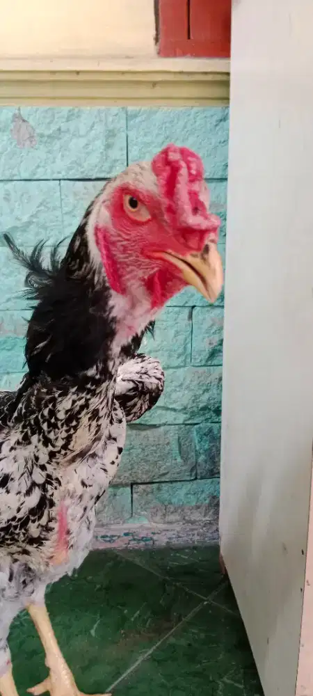 Ayam Shamo Eropa 3C